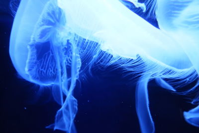 Close-up of jellyfish swimming in sea