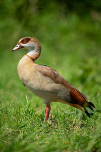Egyptian goose stands on grass near bushes