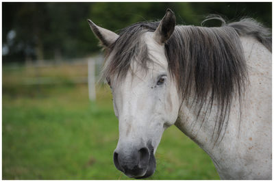 Close-up of horse in field