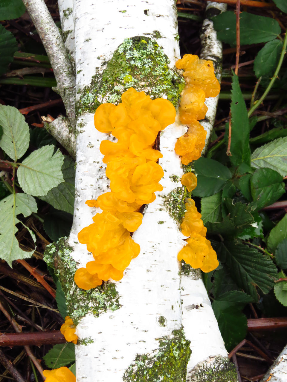 CLOSE-UP OF YELLOW FLOWERING PLANT WITH LEAF