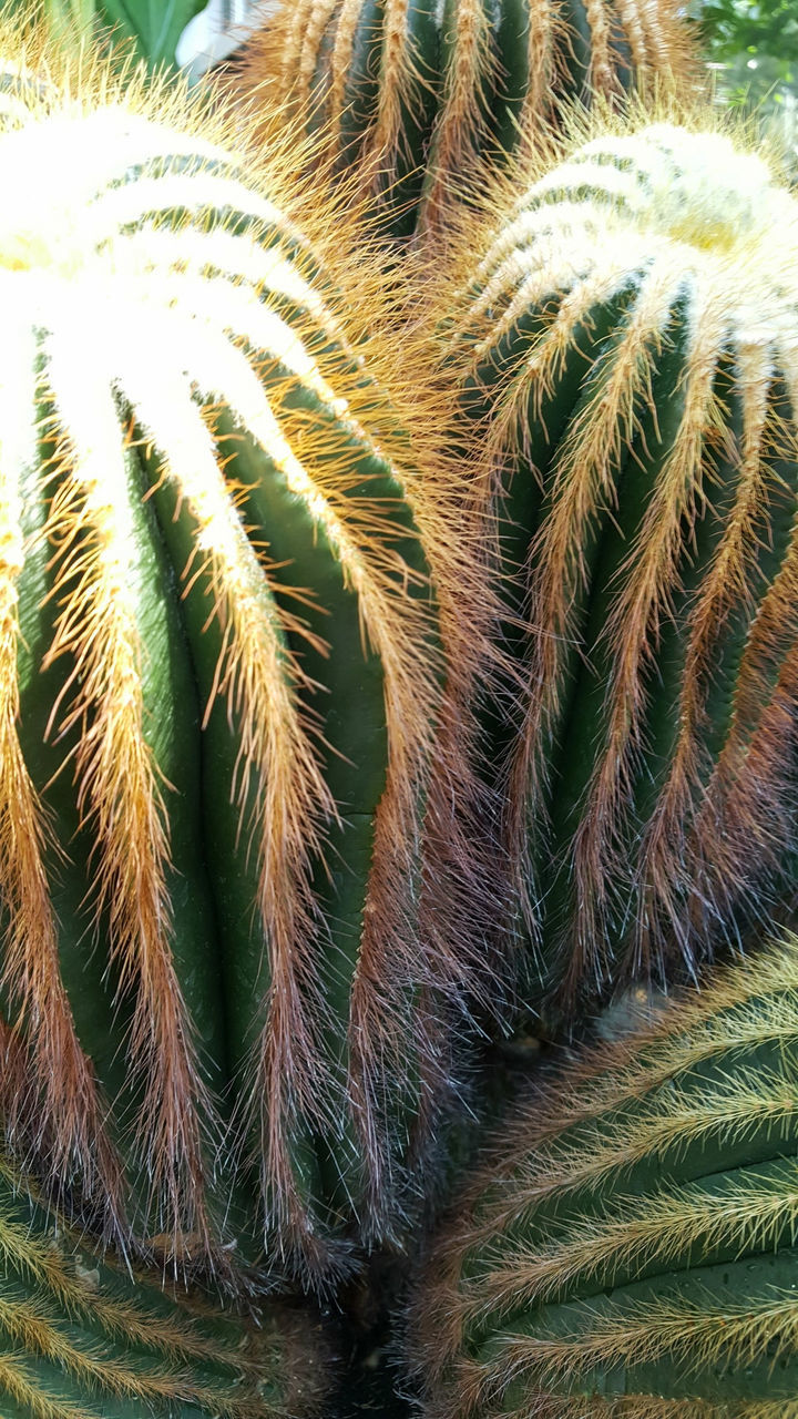 CLOSE-UP OF SUCCULENT PLANTS