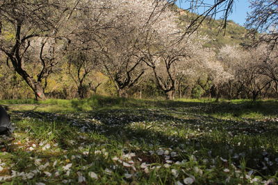 View of trees on landscape