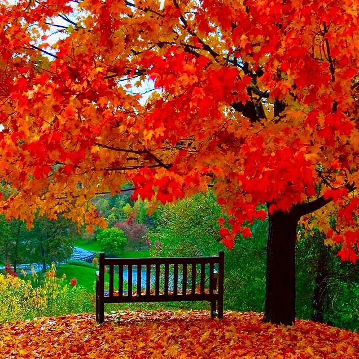 tree, autumn, change, season, beauty in nature, tranquility, bench, growth, nature, orange color, tranquil scene, scenics, park - man made space, branch, railing, flower, park bench, park, leaf, red