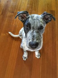 Close-up portrait of dog