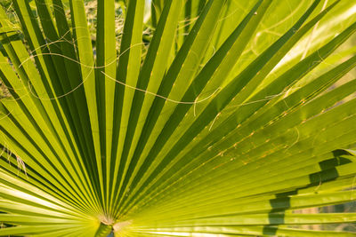 Full frame shot of palm leaves