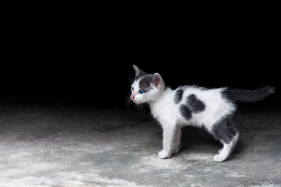 Portrait of cat standing against black background