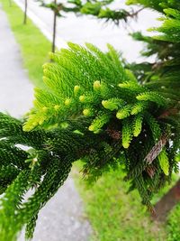 Close-up of fern on tree