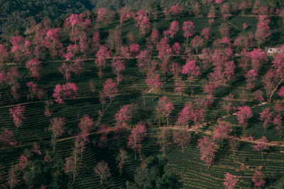 High angle view of pine trees in forest