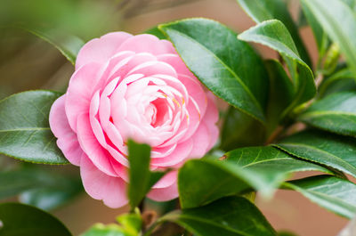 Close-up of pink rose flower