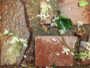 High angle view of flowers