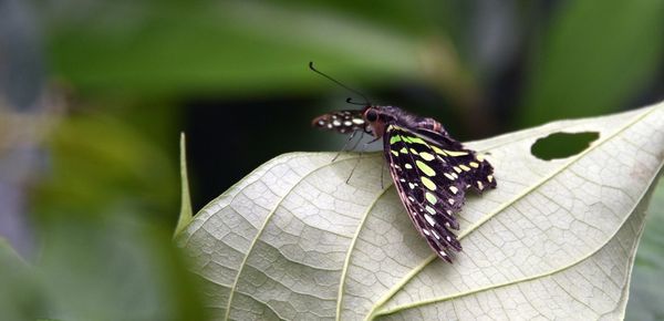 Close-up of butterfly on plant