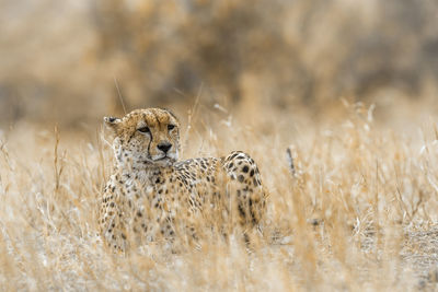 View of cat on field