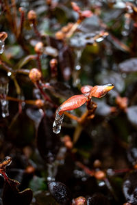 Close-up of water drops on plant during winter