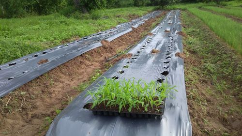 High angle view of agricultural field