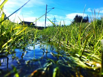 Surface level of grass on field against sky