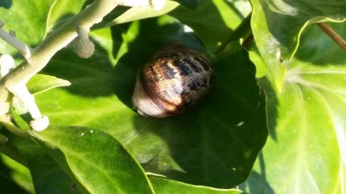 Close-up of snail on leaves