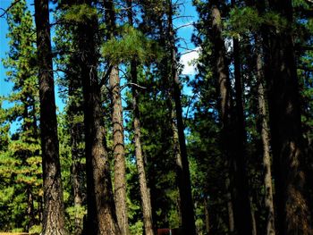 View of trees in forest