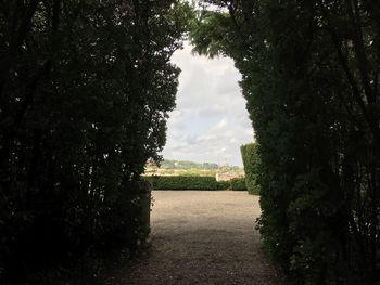 Scenery with trees and sky