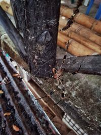 Close-up of spider on web