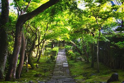 Footpath amidst trees in forest