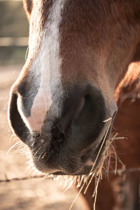 Close-up of a horse