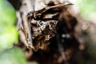 Close-up of dried plant on tree trunk