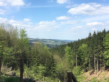 Scenic view of forest against sky