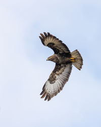 Low angle view of bird flying against clear sky