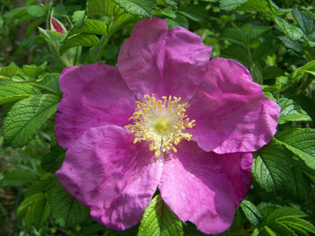 Close-up of pink flowers