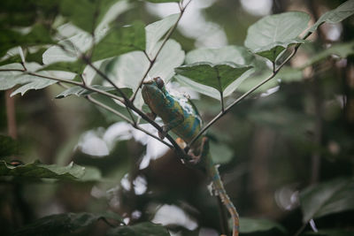 Close-up of insect perching on plant