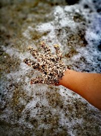 Close-up of hand holding lizard on sand at beach