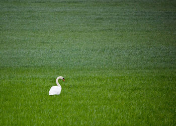 White bird perching on green field