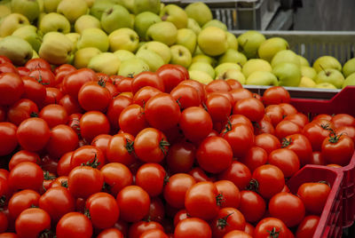 The most beautiful tomato offer on the market 