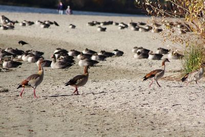 Flock of seagulls on beach