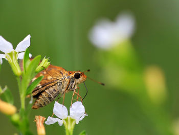 Close-up of butterfly on flower