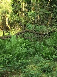 Scenic view of forest