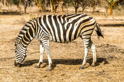 Side view of zebra zebras