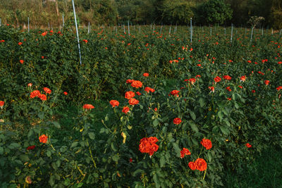 Red poppy flowers on field