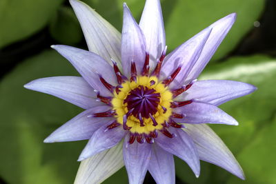 Close-up of purple and white flower