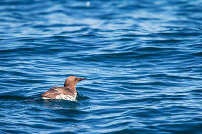 View of duck swimming in sea