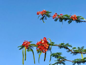 Low angle view of red flowers against clear blue sky