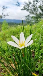 Close-up of white crocus flower on field