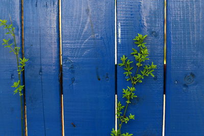 Close-up of ivy growing on wood