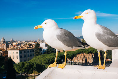 Close-up of seagulls on retaining wall against blue sky