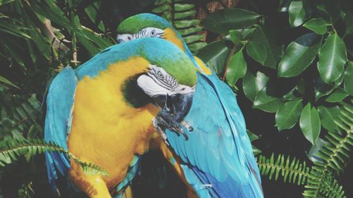 Close-up of blue parrot perching on tree