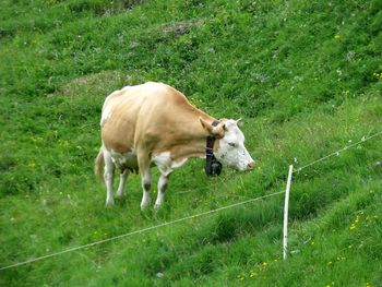 Sheep grazing on grassy field