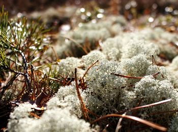 Close-up of snow on tree