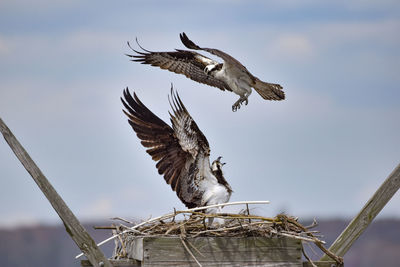 Low angle view of eagle flying against sky