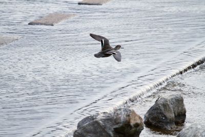 Bird flying over sea