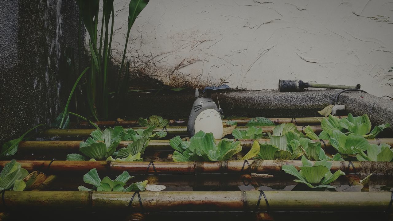 plant, leaf, water, green color, growth, nature, high angle view, potted plant, day, outdoors, no people, wood - material, front or back yard, pond, close-up, wall - building feature, sunlight, freshness, built structure, fragility